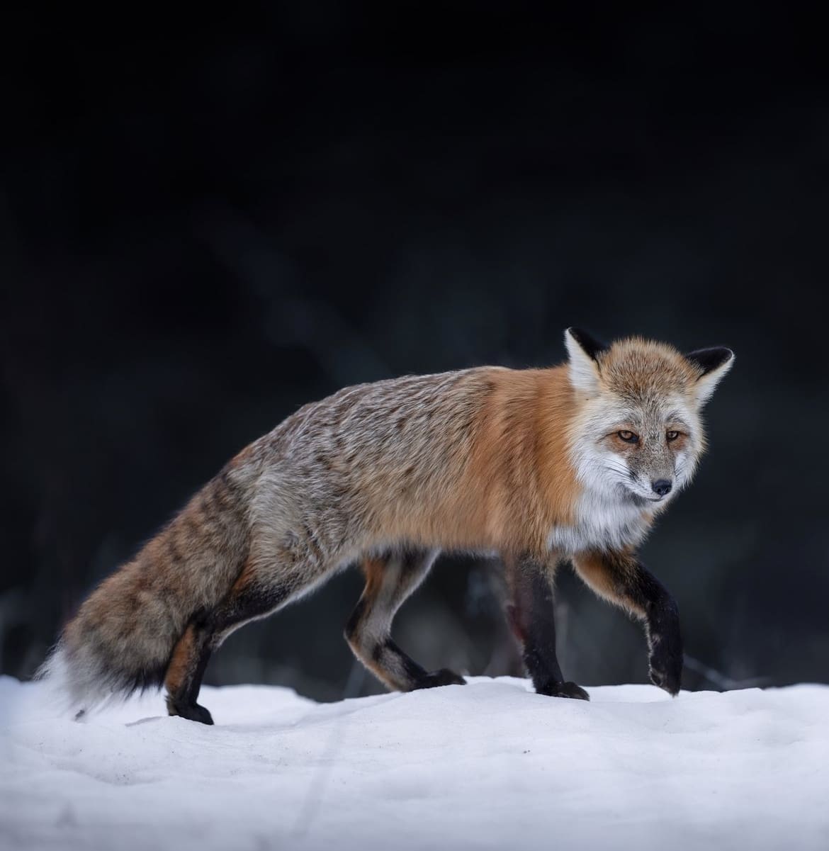 Fox in the snow in Wyoming